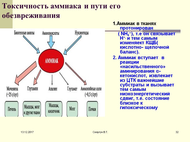 Токсичность аммиака и пути его обезвреживания 1.Аммиак в тканях протонирован    